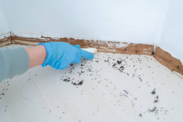 Wasp Removal Services in Hickman, NE